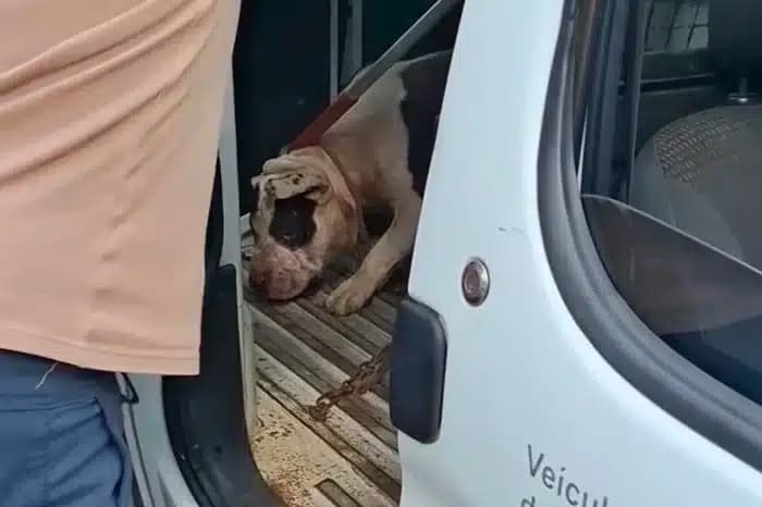 Mulher é hospitalizada após ser atacada por pitbull em Ijuí