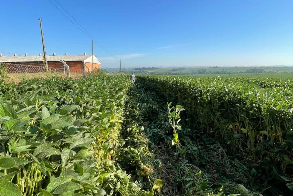 Criminosos furtam estoque milionário de defensivos agrícolas em Espumoso