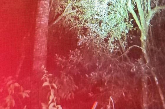 Homem morre ao cair de araucária no interior de Fontoura Xavier