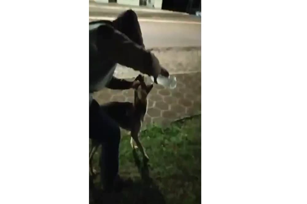 Cenas de maus-tratos a um cachorro em Santo Augusto circulam nas redes sociais