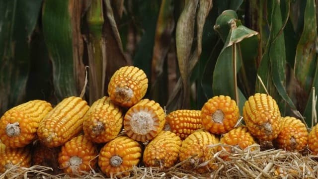 Sindicato dos Trabalhadores Rurais abre inscrições para programa de troca-troca de sementes de milho