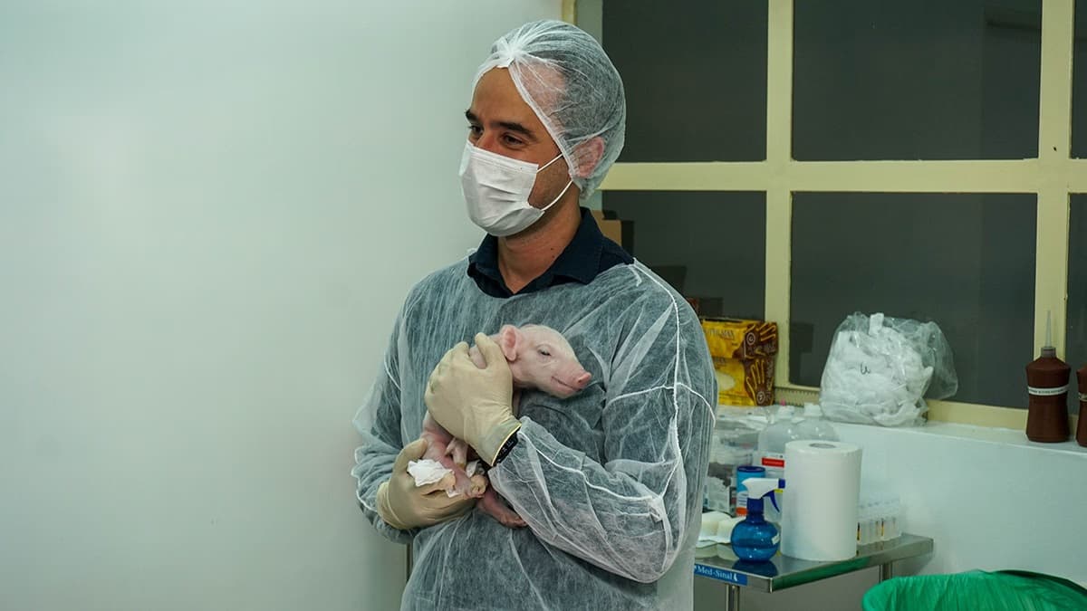Brasil cria o primeiro porco clonado da América Latina com o objetivo de fornecer órgãos para o SUS