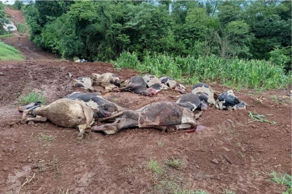 Com animais doados, produtores gaúchos retomam trabalho após intoxicação que matou quase 50 vacas leiteiras