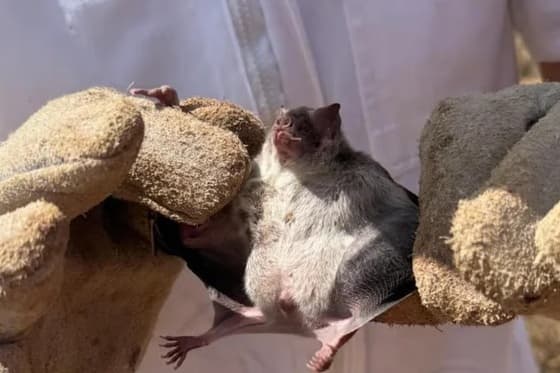 RS emite alerta sanitário para raiva herbívora na fronteira; entenda o que significa