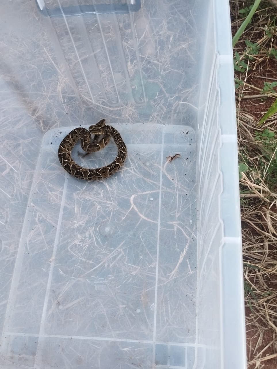 Corpo de Bombeiros captura serpente da família da jararaca em residência de Três Passos