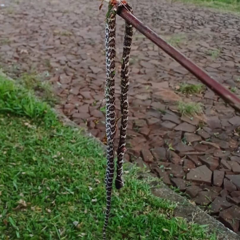 Aumento de aparecimento de cobras em residências preocupa; projeto de Três Passos realiza manejo e coleta gratuita para estudos