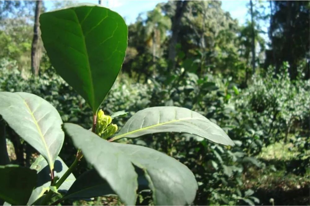 CapaNoticia