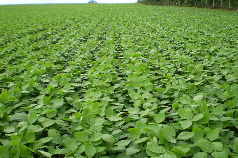 CapaNoticia