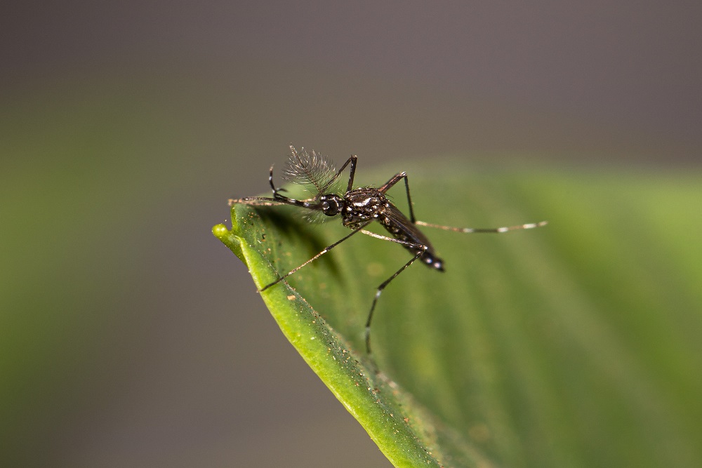 CapaNoticia