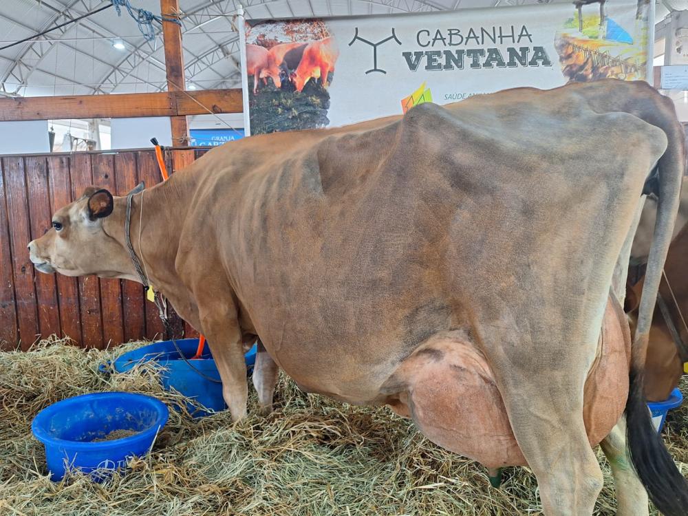 CapaNoticia