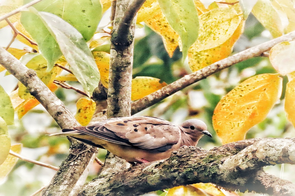 CapaNoticia